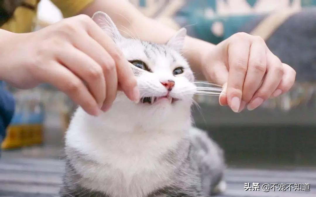 为什么猫咪的胡子特别长能不能剪,猫咪胡子为什么不能剪