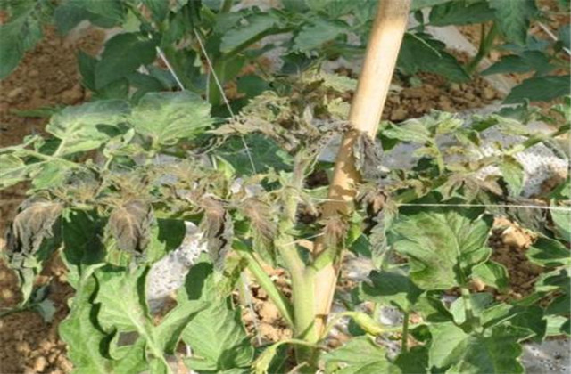 番茄种植病虫害及预防,番茄苗期冻害