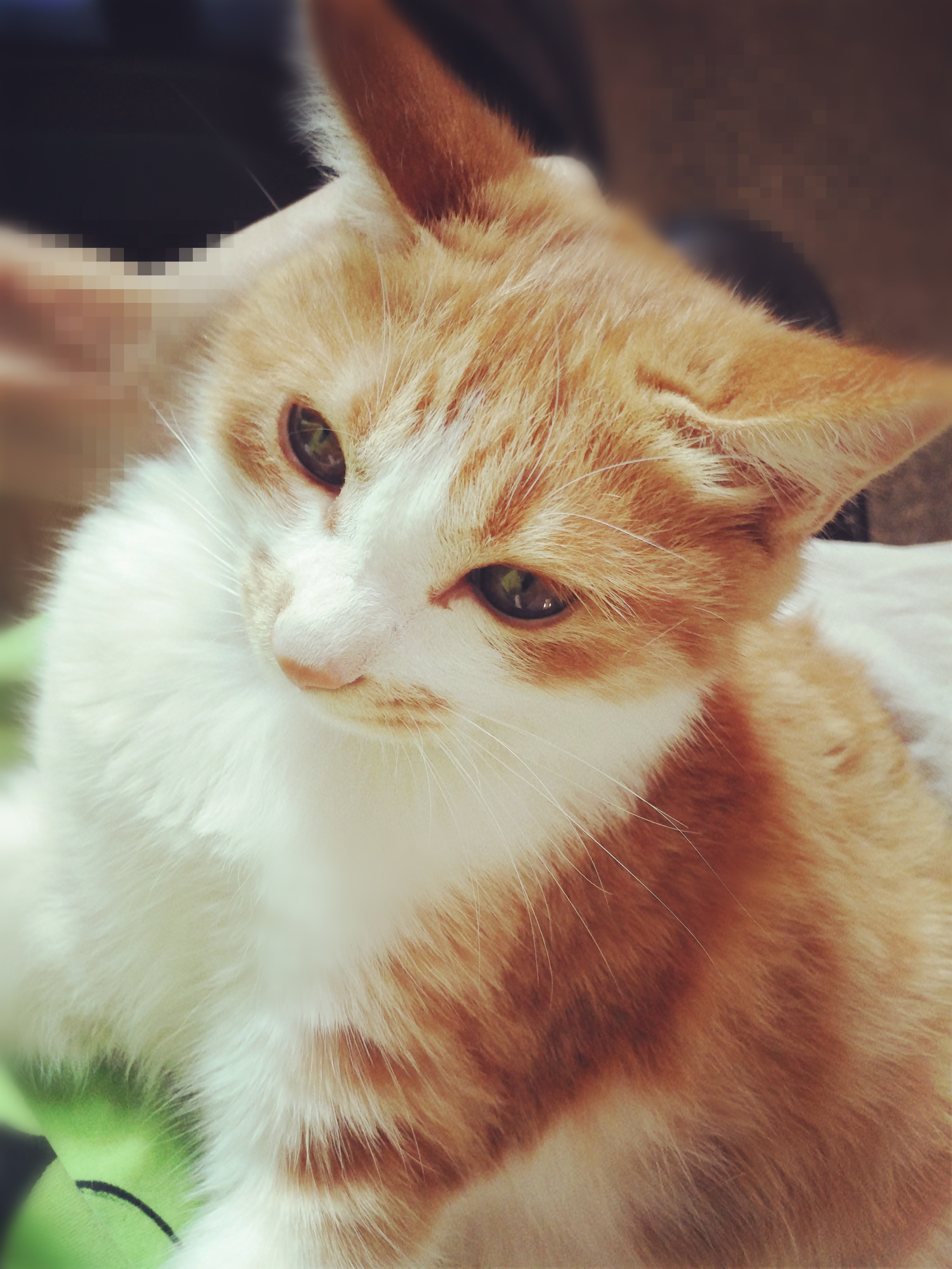 如何判断猫咪眼睛发炎了,怎么判断猫咪眼睛发炎好没有