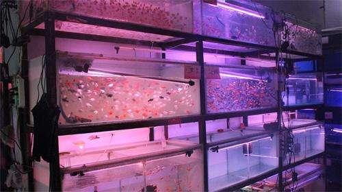 作为观赏鱼店老板,我最不喜欢哪几种购买观赏鱼的顾客?