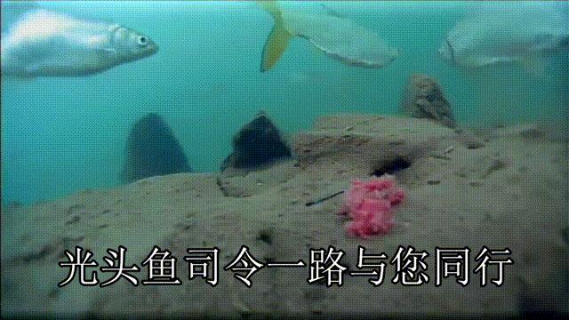 钓不到鱼说是钓友技术问题,钓不到鱼怀疑饵料有问题