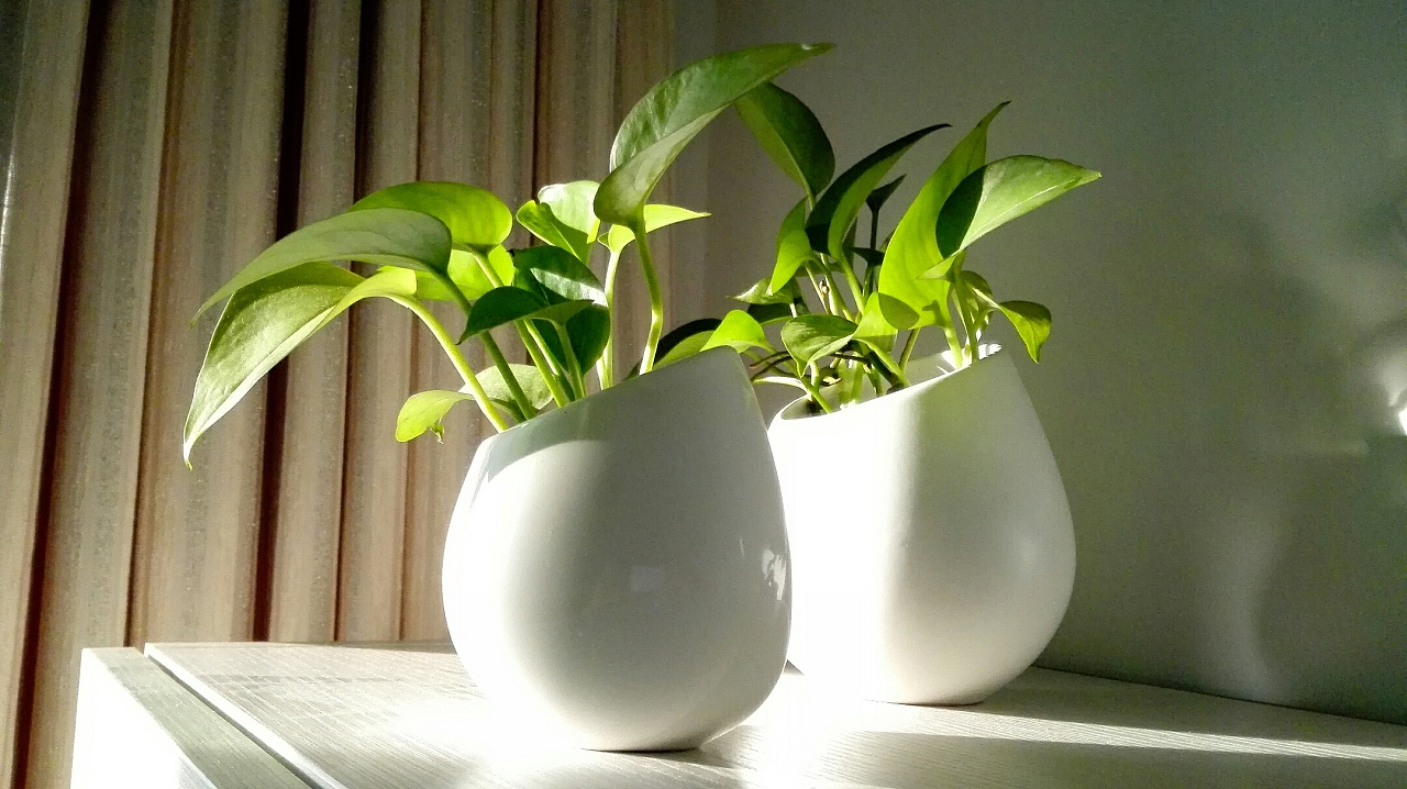 绿萝茎叶发黑腐烂怎么回事,绿萝根茎发黑怎么处理