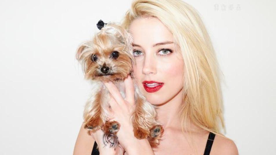 德普前妻艾梅柏交往新女友,德普和前妻艾梅柏事件