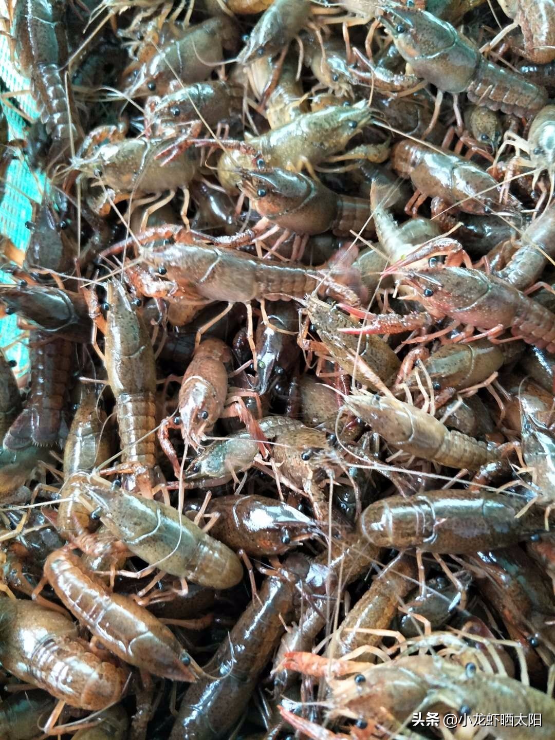 如何加快小龙虾脱壳期产卵,小龙虾爆卵了该怎么养