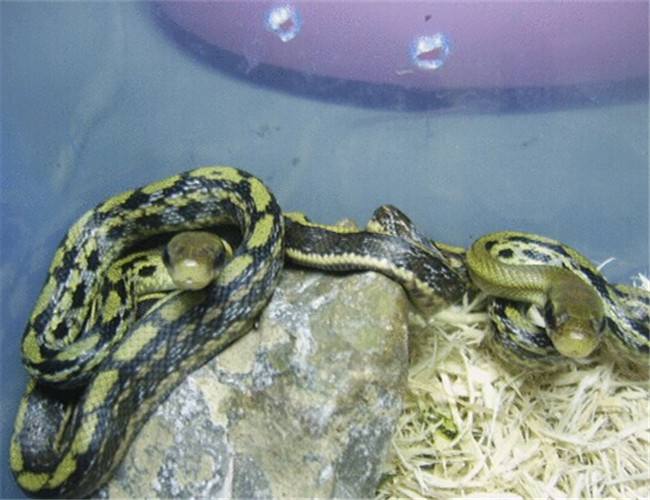 农村常见的蛇的克星,民间传说不怕蛇的蛇