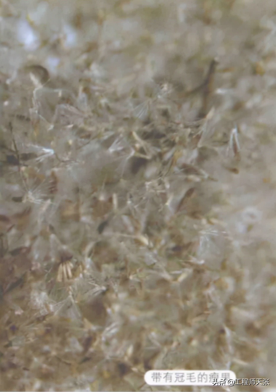 加拿大一枝黄花霸王花,加拿大一枝黄花怎么入侵了