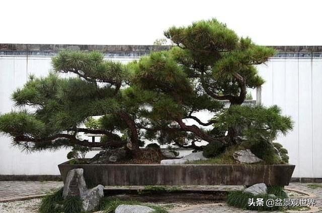 适合家庭栽的寓意好的八种树,适合庭院种植的8种树大气美观