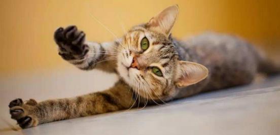 月亮睡了你不睡，你是秃头小宝贝！为啥猫咪每天熬夜没见秃头呢？