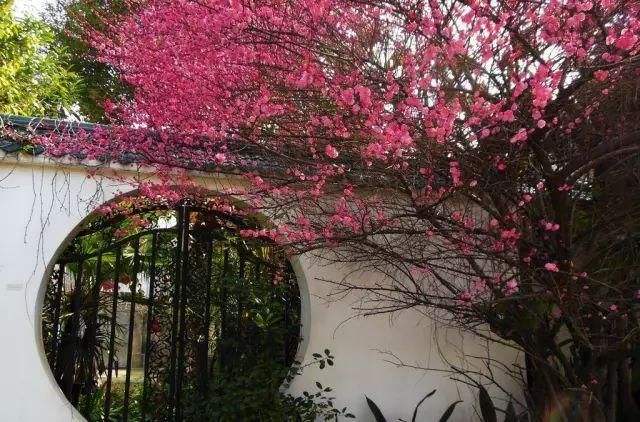 小院种树的位置和风水,种5棵树寓意