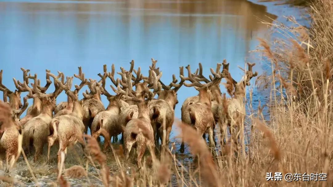 东台四不像炒莴苣,东台四不像