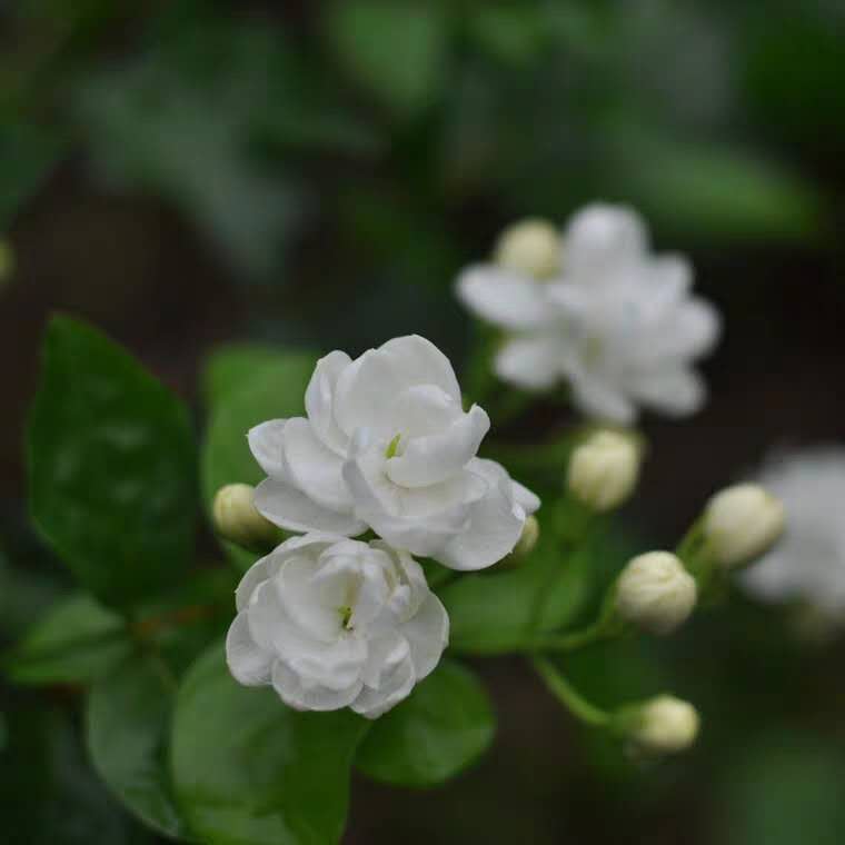茉莉发嫩芽敢晒太阳吗,茉莉晒多久