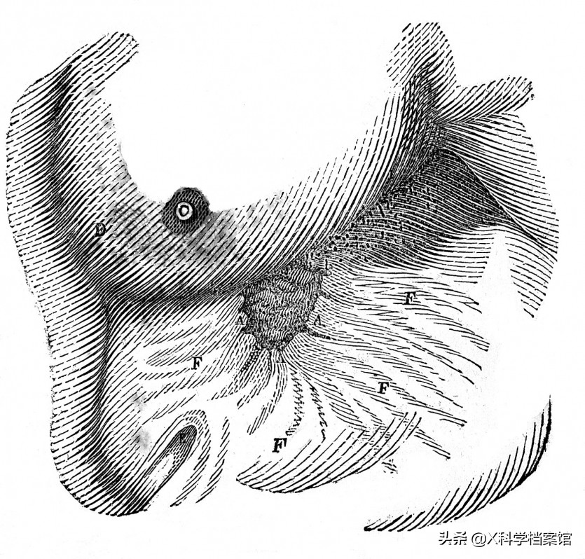 人体胃部实验,模拟胃的蠕动科学实验