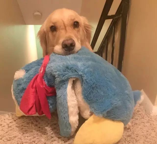 猫砂丢干垃圾还是湿垃圾,猫砂和猫屎可以扔垃圾桶吗