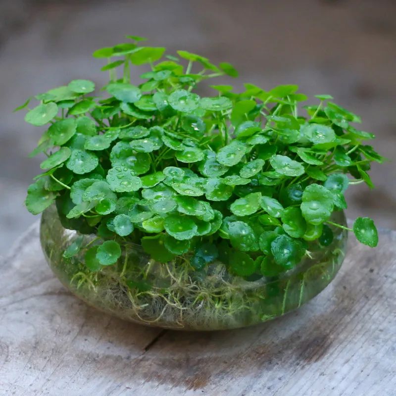 耐寒又好看的花期最好养的10种花,夏天到了5种花要少浇水