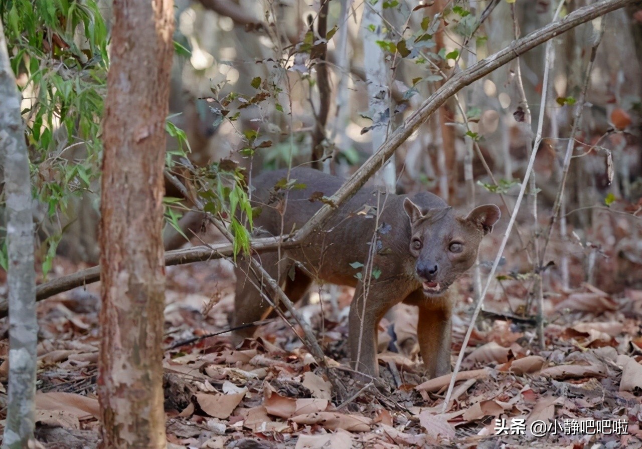 马达加斯加奇葩冷知识,你不知道的国家冷知识摩洛哥