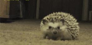 养刺猬太可爱了,养刺猬一周后的体验