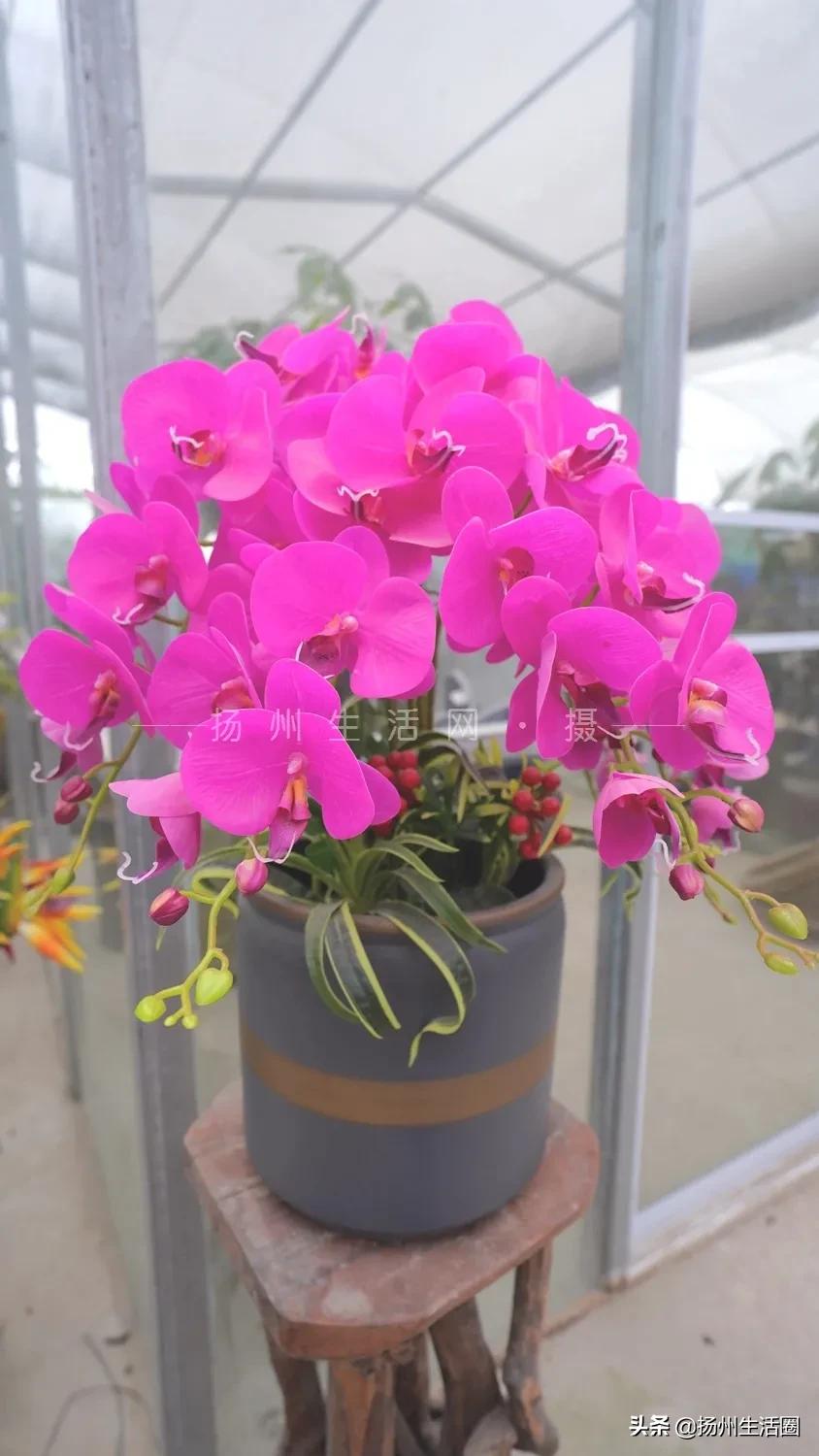 扬州花卉市场大全,扬州西区花卉市场