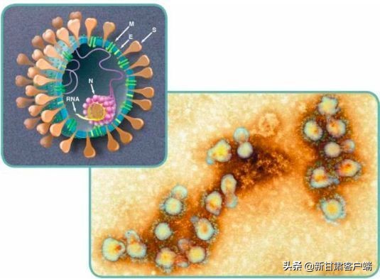 新型冠状病毒可通过气溶胶传播吗 (气溶胶传播病毒专家说法)