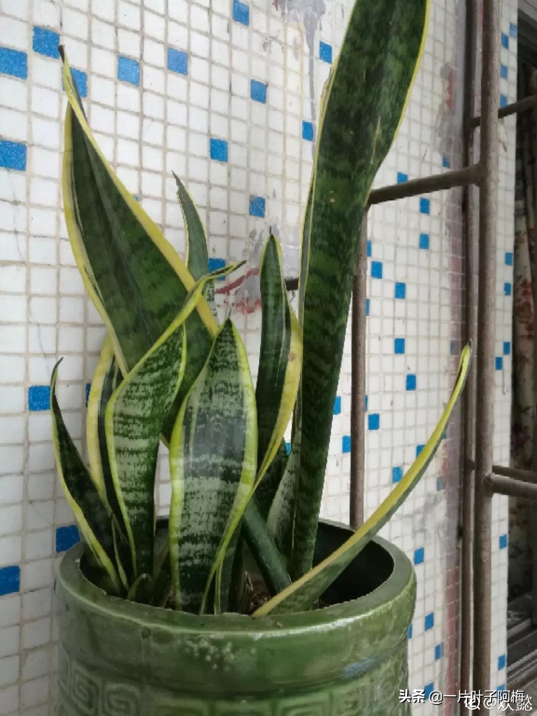 叶子软塌塌,叶子缺水卷曲怎么补救