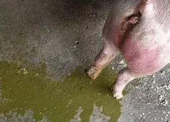 猪呕吐打什么针？猪呕吐是什么原因？这四种情况要重视起来