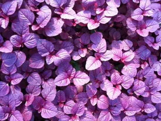 日本核泄漏事故有什么危害,日本核辐射泄漏会造成什么