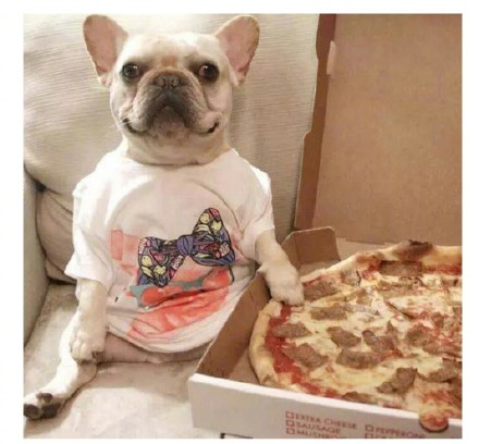 同一窝法斗如何挑选幼犬,纯种法斗如何养最佳