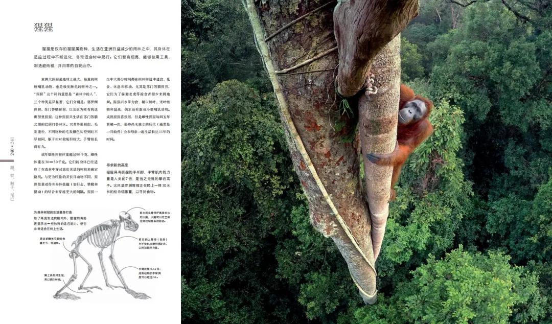 揭秘动物世界的“冷知识”,动物世界中的奇妙之处