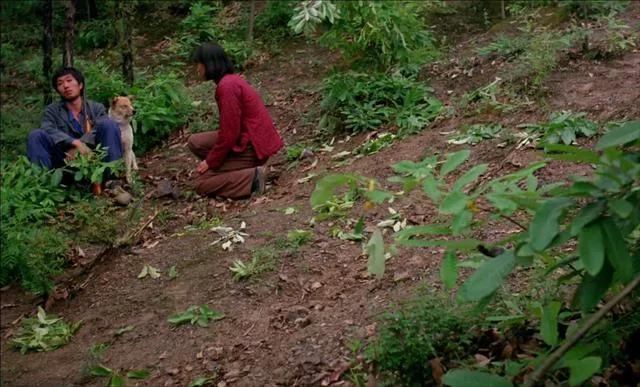 鸡窝洼人家完整版,鸡窝洼的人家全文免费在线阅读