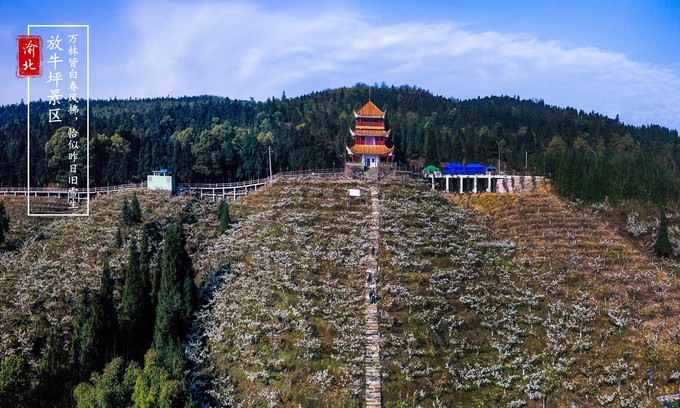 渝北周边采摘推荐,渝北茨竹附近采摘园