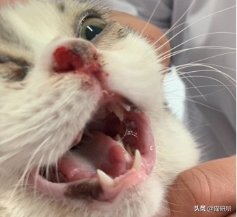 猫咪眼睛突然出分泌物还伴有干呕,猫咪眼睛分泌物突然增多怎么回事