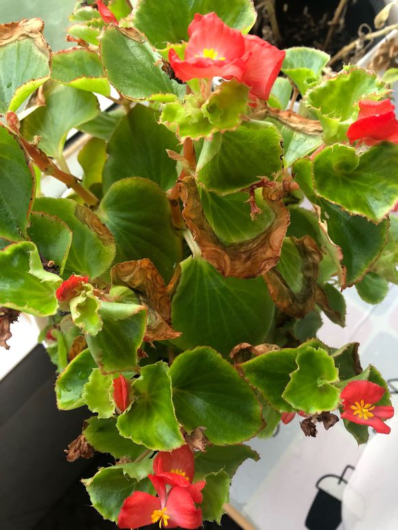 四季海棠花瓣变软怎么办,四季海棠焦边是怎么回事