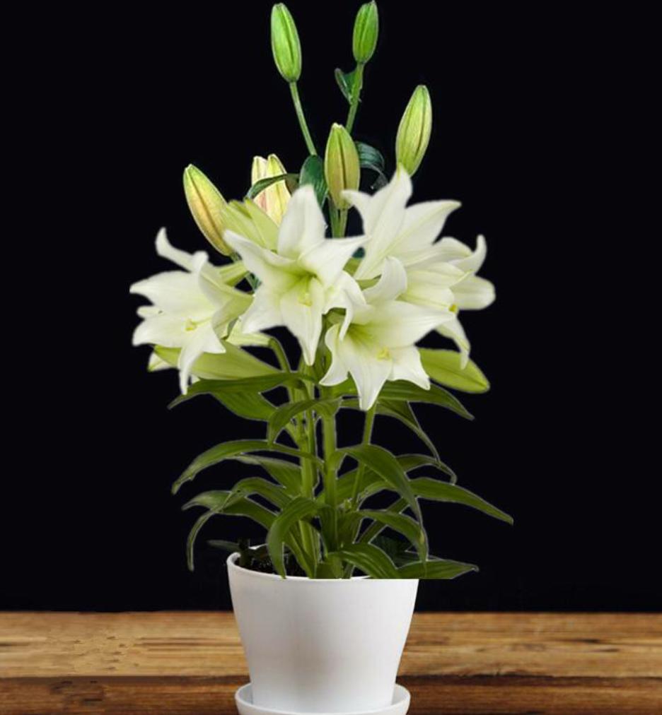 百合花怎么种植才开花多,百合花种球养多久才会开花