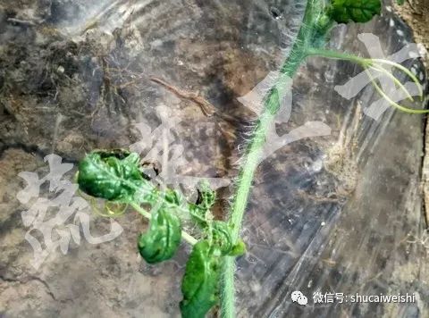 天气转凉如何预防,天气转凉吃什么药预防