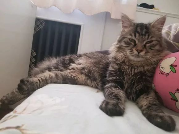 辟谣,猫咪想要毛发好就要多挨冻?需知低温会导致多种“猫病”