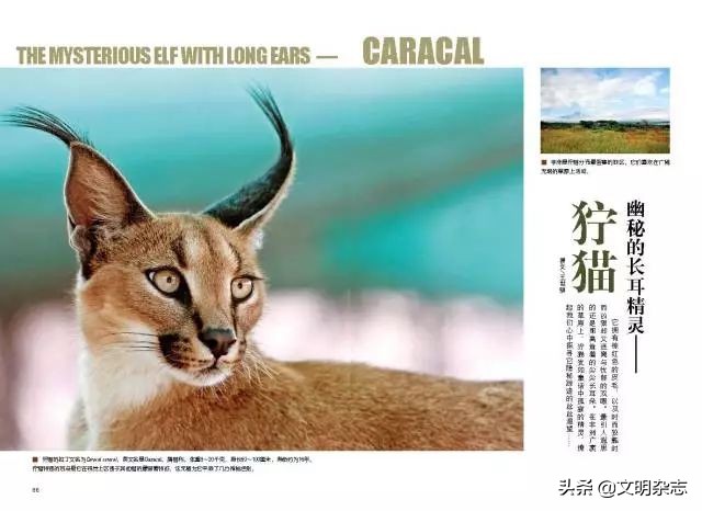 幽秘的长耳精灵——狞猫