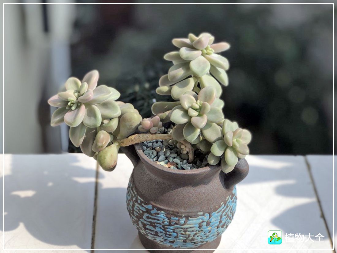 多肉植物艾伦视频,多肉植物艾伦价位