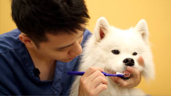 狗狗要每天给它洗脸吗,不给狗狗吹毛会不会生病