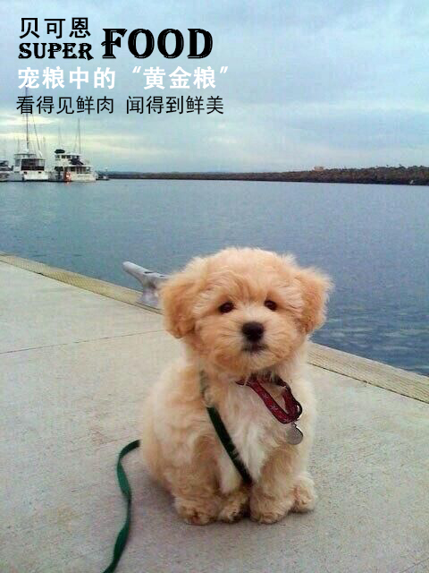 狗狗拉肚拉稀该怎么办,狗狗拉肚子腹泻怎么办