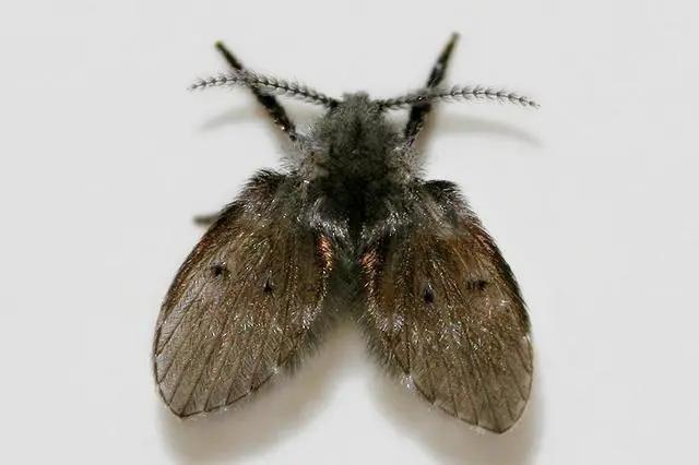 蚊虫家里到处跑处理小技巧,天热蚊虫