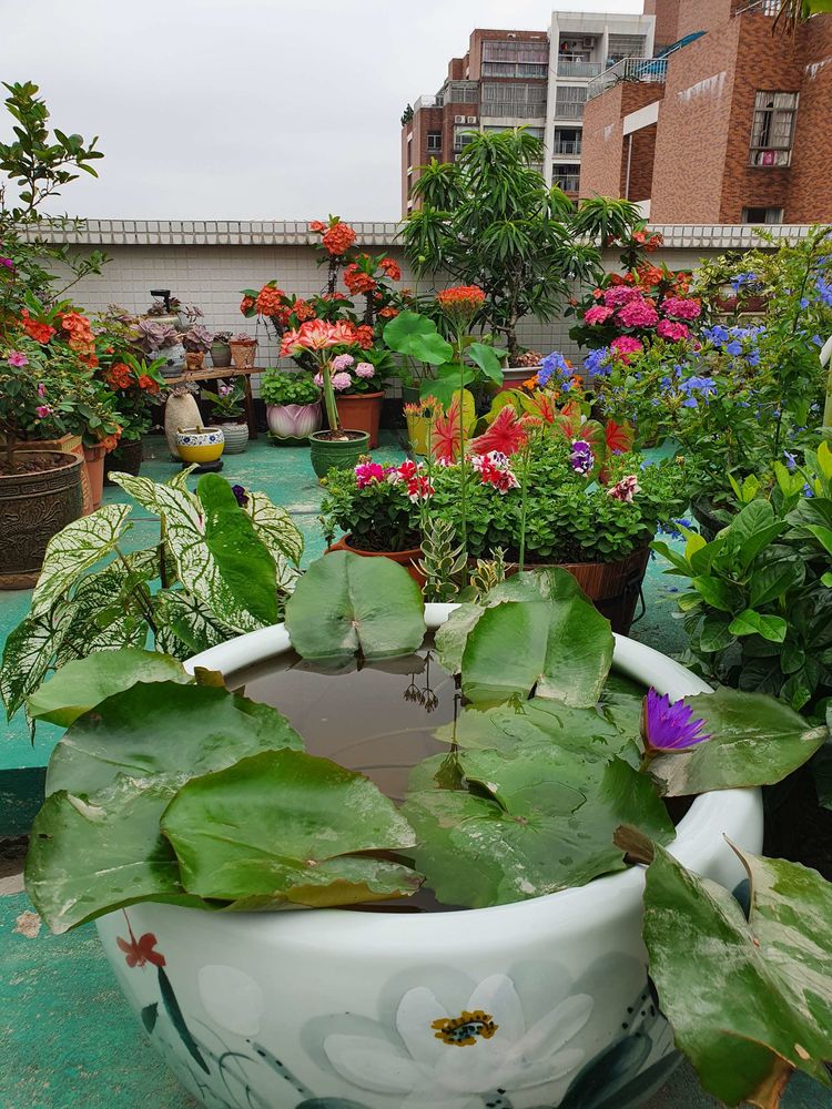 15平米露台改造成功案例,50平方楼顶改造露台和花园