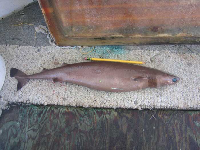 身长才50厘米的达摩鲨究竟有多狂,巨齿鲨有多恐怖一口能咬死鲸鱼