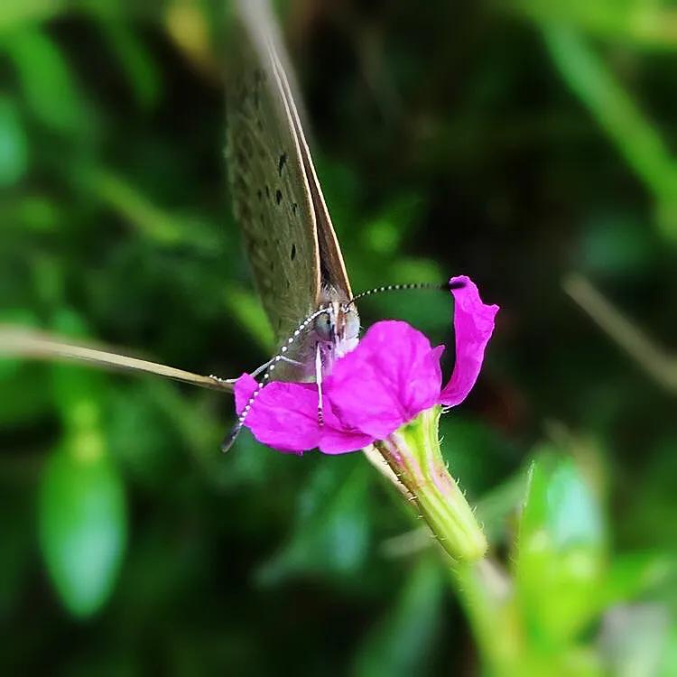 细叶萼距花的养殖方法,细叶萼距花的功效与作用