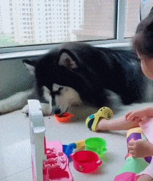 医生用X光片告诉你，蠢萌的宠物们，会不小心吃下什么可笑的东西