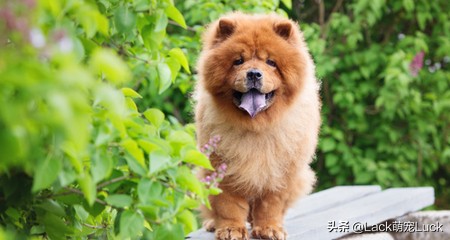 适合新手养的猫犬,猫常见的几类品种
