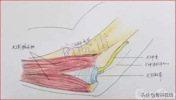 手绘科普类,手绘类科普
