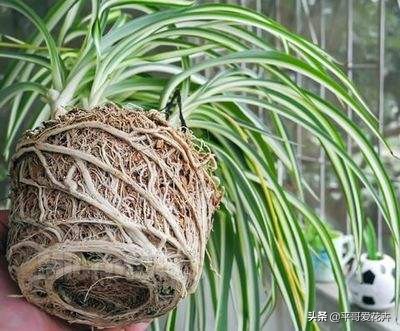 金边吊兰叶尖发黑怎么回事,油画吊兰叶尖发枯发黑是怎么回事