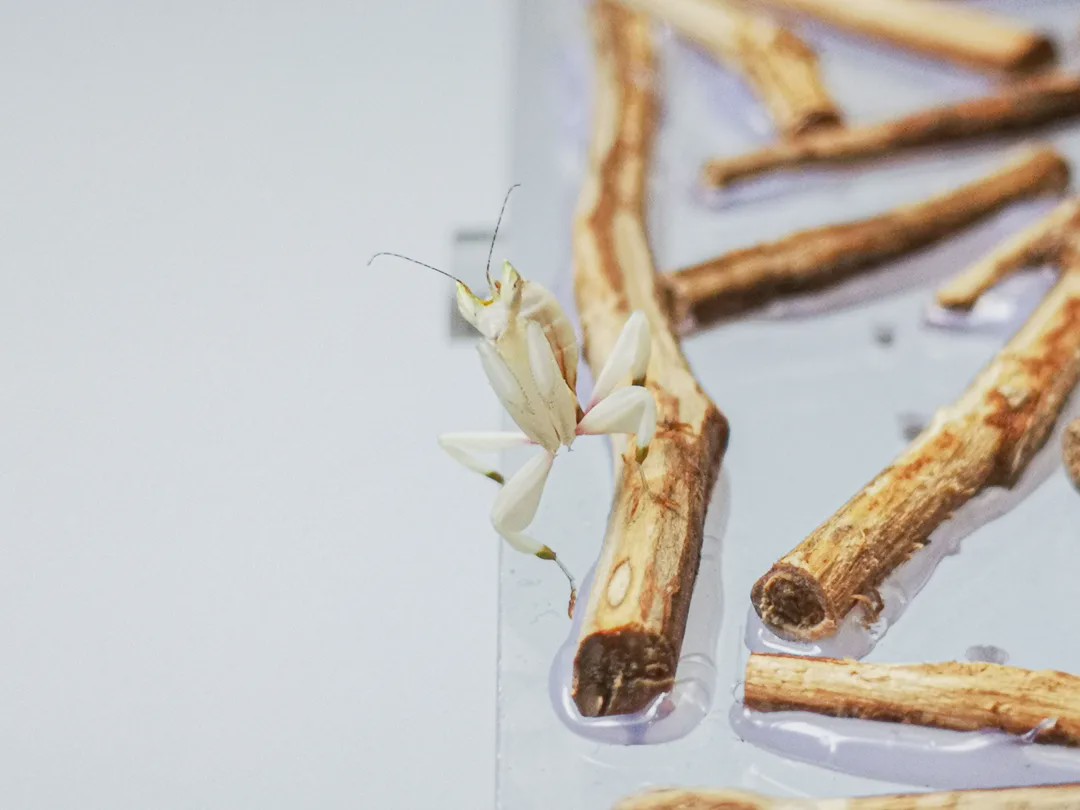 向往的生活锅碗瓢盆分别被谁养,向往的生活锅碗瓢盆4只狗