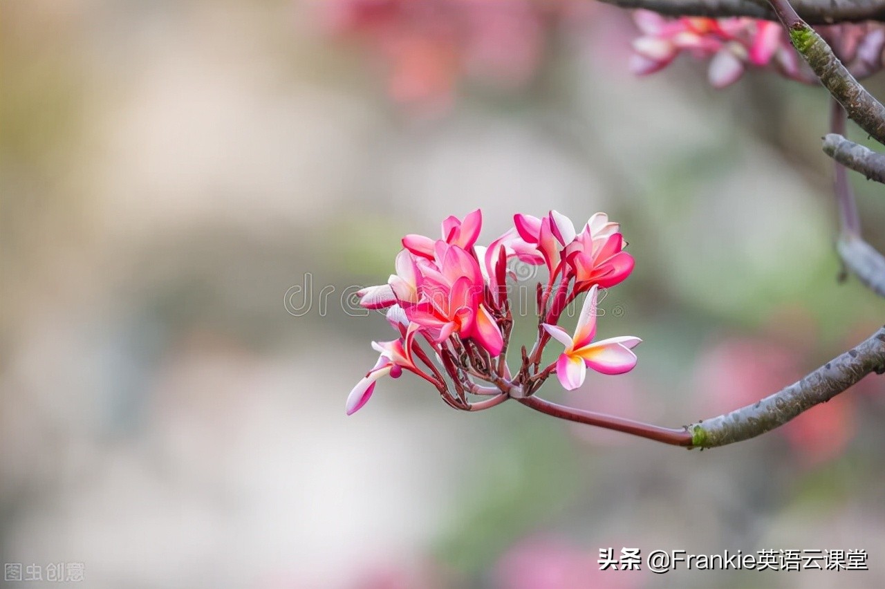 送给母亲什么礼物英语作文,英语美文送给母亲