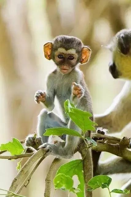 猴子72变图片,看看猴子