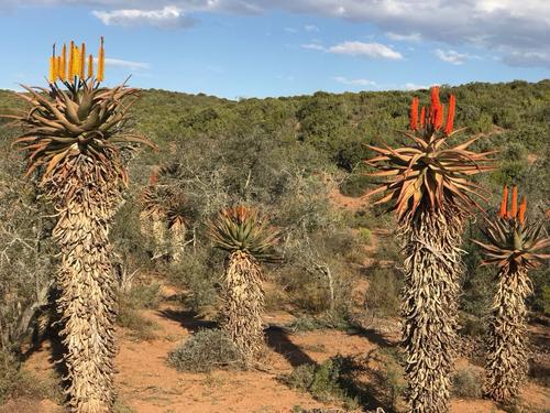 芦荟怎么养才能开花很美,家庭养芦荟最好的方法